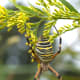 Wasp spider in Saitama, Japan.