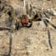 Phoneutria or "the armed spider."