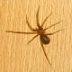 Loxosceles laeta. One of the most poisonous spiders on earth.