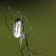 Orchard Orbweaver in Nashville, Tennessee.