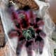 The techno-colored Martinique red tree spider.
