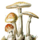 This vintage scientific illustration includes some poisonous Amanitas of the Basidiomycota family.