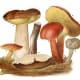 This vintage scientific illustration includes some edible Russulas of the Basidiomycota family.