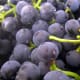 This Ascomycota fungus appears as a bloom on red grapes.