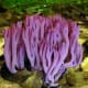 Clavaria zollingeri is usually found in leaf litter or grasslands. It is a widespread fungus, but in the US, you will only find Clavaria in the northeastern forests.