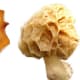 Above are three types of Ascomycota: A typical sac fungi (left) and two varieties of delicious morel (center and right).