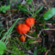The orange mushrooms can appear so bright that they nearly "glow" in the dark undergrowth of the forest.