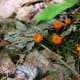 Orange waxcaps can be found in small, scattered groups among the mossy undergrowth of the woods.