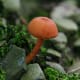 This Orange Waxy Cap Mushroom (hygrocybe) was found in Frewsburg, New York.