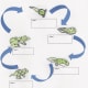 life-cycle-of-a-frog-lesson-plan-for-elementary-students