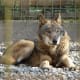 Algonquin Provincial Park is the largest protected area for the eastern wolf. Sanctuaries like Algonquin help to grow the wild population.