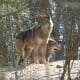 The eastern wolf is often mistaken for coyotes when spotted by Algonquin campers. They typically have a reddish brown coat, similar to that of the coyote.