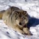Due to previous attempts to exterminate the eastern wolf population, many eastern wolves now call animals parks, like Park Omega in Quebec home.