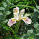A hybrid plant