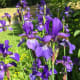 Blue irises are my favourite type. These were growing by a walking path.