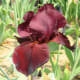 The Samurai Warrior Iris is the closest thing to a red iris that exists at the moment. The beard, or row of hairs, can be seen in the middle of the sepal at the front of the photo.