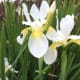 An iris with multicoloured falls