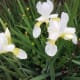 Flowers after rain