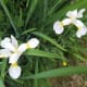 Flowers near my home