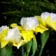 Beautiful yellow and white flowers