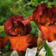 An iris with the lovely name "Dutch Chocolate"