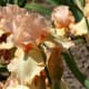 The selection of flower colours is gorgeous.