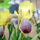This is an iris in which the falls are not only a different colour from the standards but are also patterned.