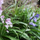Pink bluebells growing just outside someone's front garden