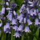 A Spanish bluebell