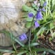 Hybrids with an arched upper stem resembling that of English bluebells