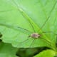 Phalangium opilio in Canada