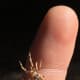 A Young Adult Female Cross Orb Weaver