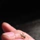 A Young Adult Female Cross Orb Weaver