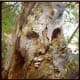 exploring-the-archetypal-meaning-of-green-man