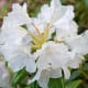 Rhododendron Flower
