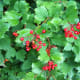 'Viburnum' American Cranberry Berries
