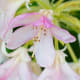 Rhododendron Flower