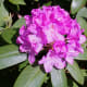 Rhododendron Flower