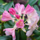 Rhododendron Flower