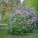 Lilac Shrub