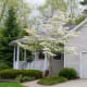 Flowering Dogwood Tree