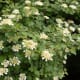 'Viburnum' American Cranberry Branches