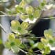 Flowering Dogwood Tree Flowers (Bracts)