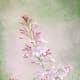 Lilac Flower