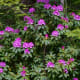 Rhododendron Shrub
