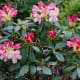 Rhododendron Shrub