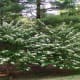 'Viburnum' Summer Snowflake Shrub