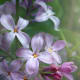 Lilac Flower