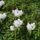 Rhododendron Shrub