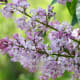 Lilac Branch
